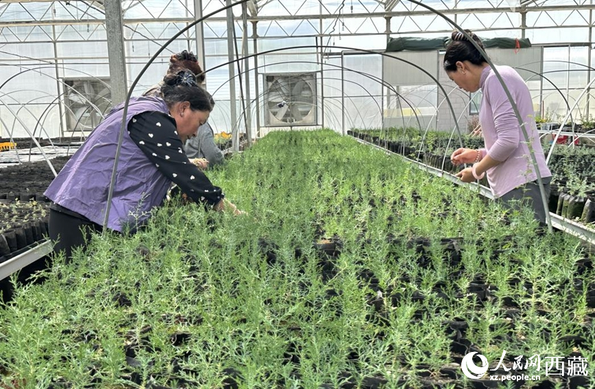 桑达村村民掌握育苗技术，实现增收。人民网记者 次仁罗布摄