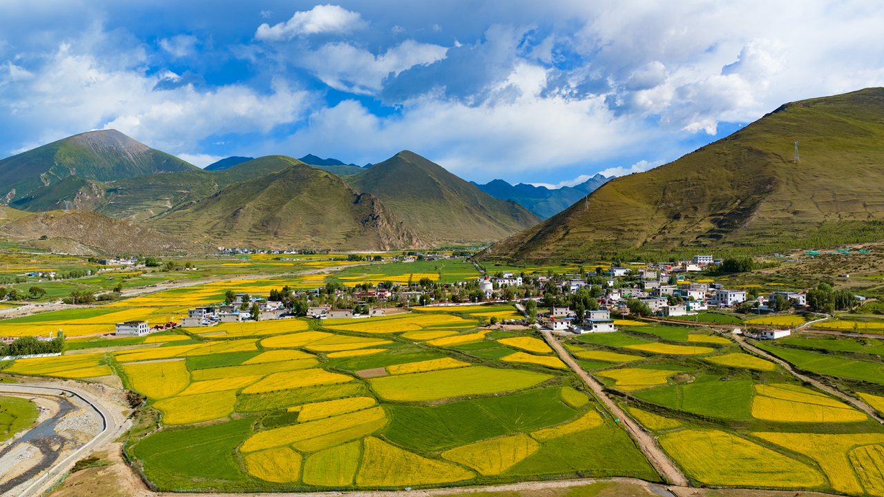 西藏墨竹：一朵油菜花盘活一方经济
