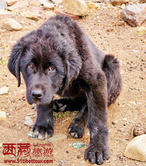 山南哲古寻獒记-西藏频道-人民网