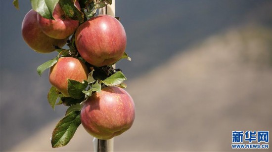 （圖文互動）（4）蘋果紅了，群眾笑了——西藏林芝現代蘋果標准化示范園見聞