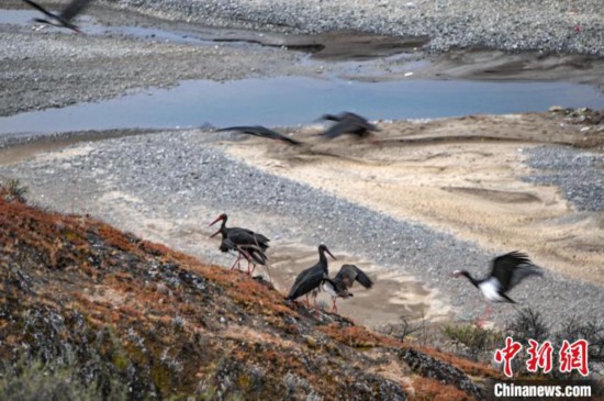 四川爐霍：遷徙的100多隻黑鸛現身濕地公園