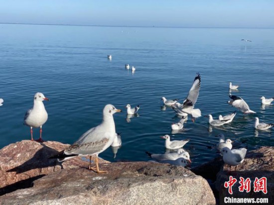中國最大內陸咸水湖生物多樣性保護成效顯現多物種數量明顯增加