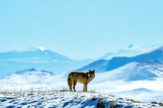 2021年1月13日,珍稀动物高原狼现身青藏高原自然保护区的山脊.