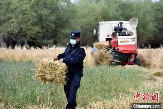 农忙时节西藏移民警察帮助村民收获小麦