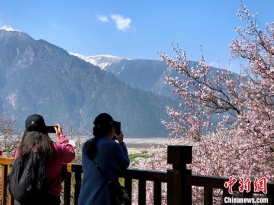 西藏林芝面向全国选拔“桃花仙子”推介当地旅游文化