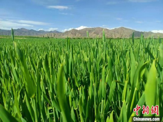 北大荒集团与西藏“牵手”种植优质“高原青稞”