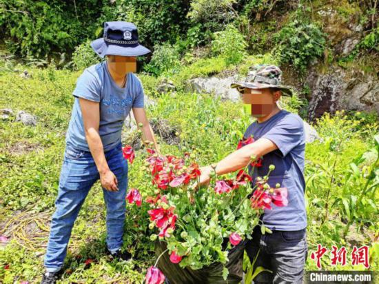 西藏禁毒民警铲除220余株野生罂粟