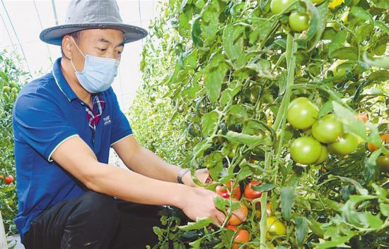 人民网>西藏频道>疫情发生以来,日喀则市全力确保群众的"菜篮子"装得