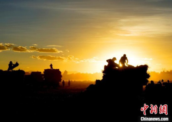 图为夕阳下农民正在收割青稞。　日喀则文联供图