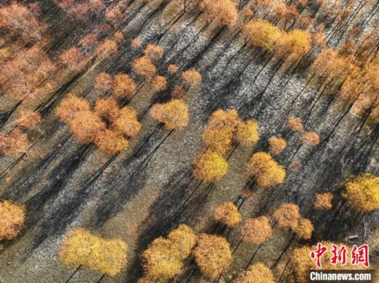 入冬時節，雅魯藏布江畔的樹林一片金黃。　董志雄 攝