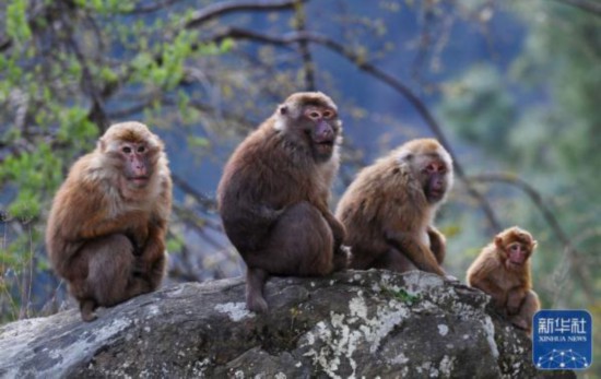 西藏：勒布沟里的猕猴