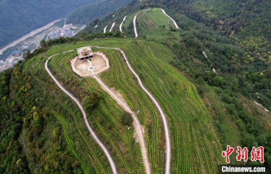 图为西藏林芝市墨脱县背崩乡格林村山顶的景观茶园。(无人机照片) 李林 摄