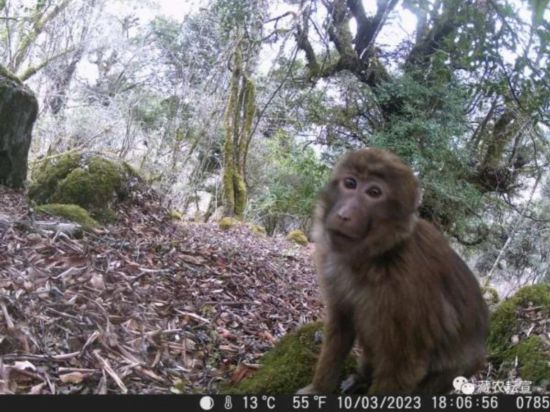 西藏色季拉山发现雪豹、白颊猕猴等多种珍稀野生动物
