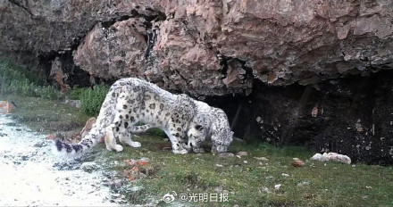 西藏聂荣县首次监测到雪豹活动