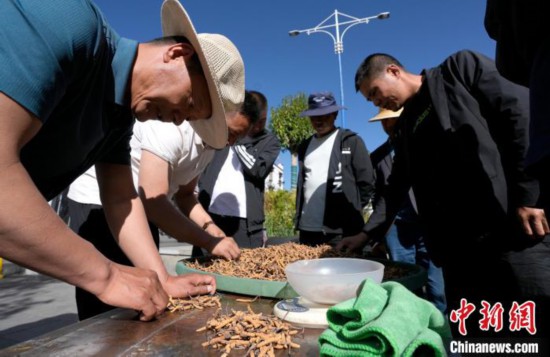 西藏拉萨：冬虫夏草市场交易火爆